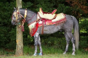 Cavalo marroquino
