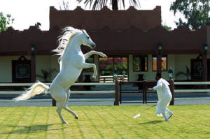 Cavalos de Marrocos