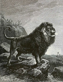 Leão do Atlas