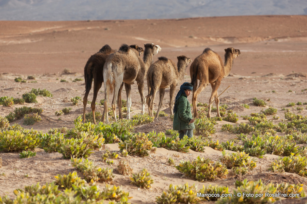 Um menino a tomar conta de uma cáfila de dromedários no deserto de Sahara em Marrocos