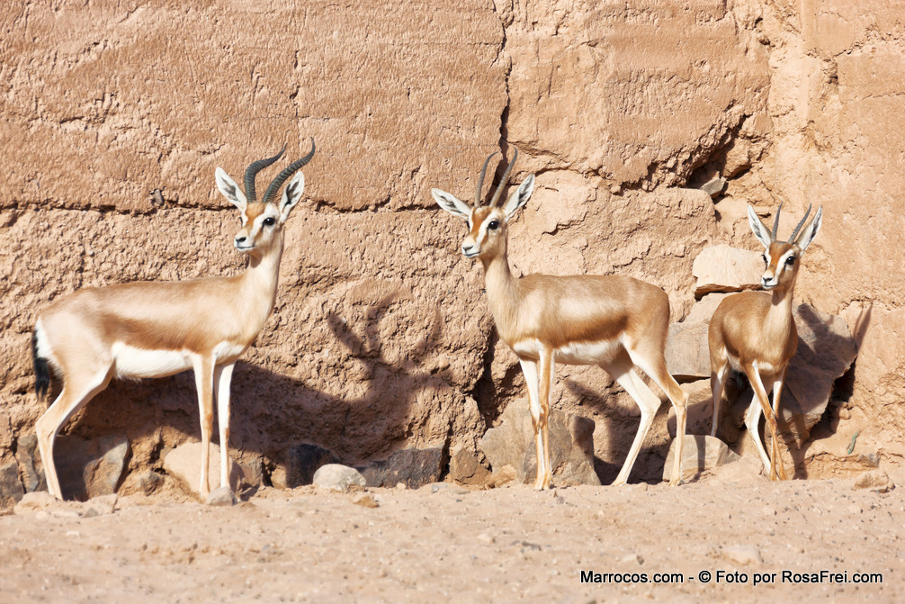 Gazelas selvagens no Deserto do Saara