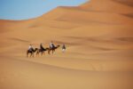 Camelo Marrocos