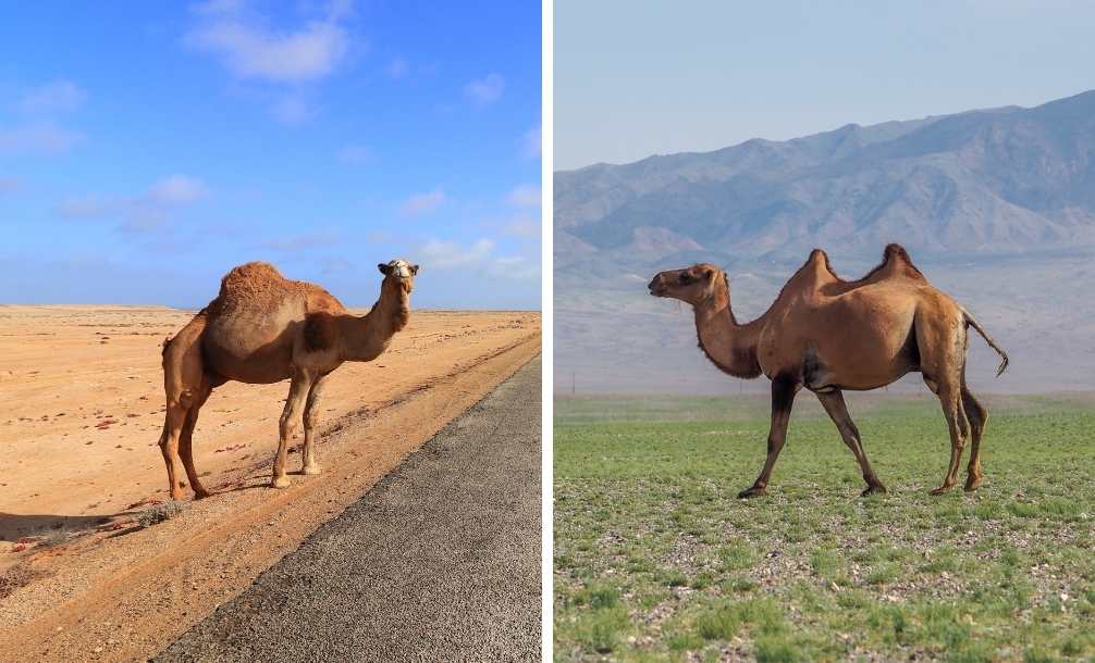 Foto com dois animais lado a lado para saber a diferença entre camelos e dromedários