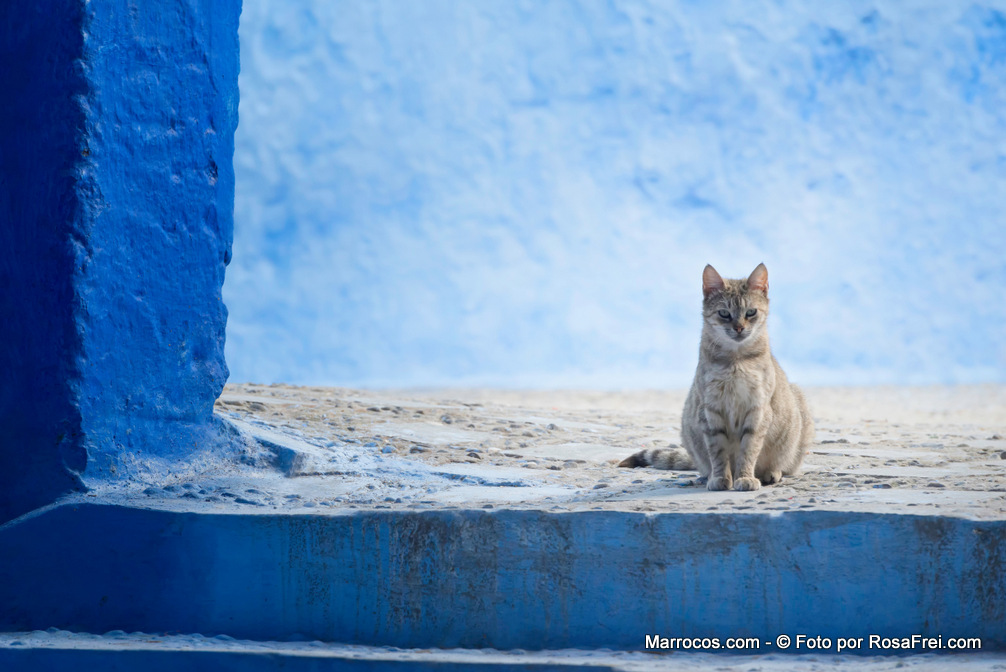 Gato na medina de Chefchaouen em Marrocos