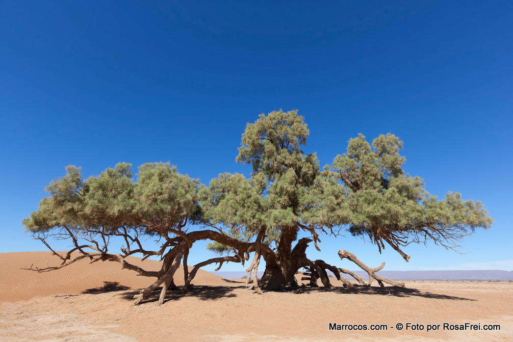 Uma única árvore Tamargueira no deserto do Saara
