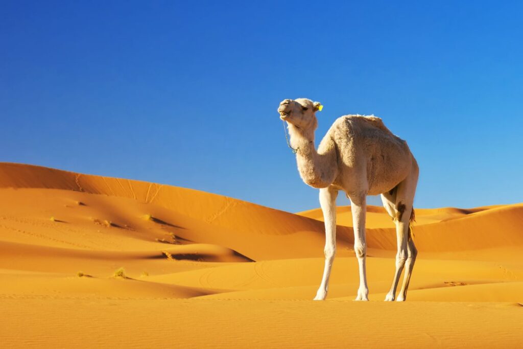 Deserto do Saara em Marrocos