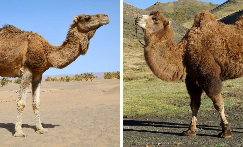 Dromedário e camelo lado a lado para comparar os dois animais