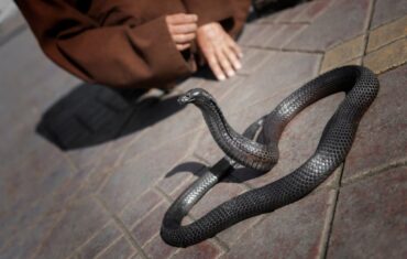 Encantadores de serpentes em Marraquexe