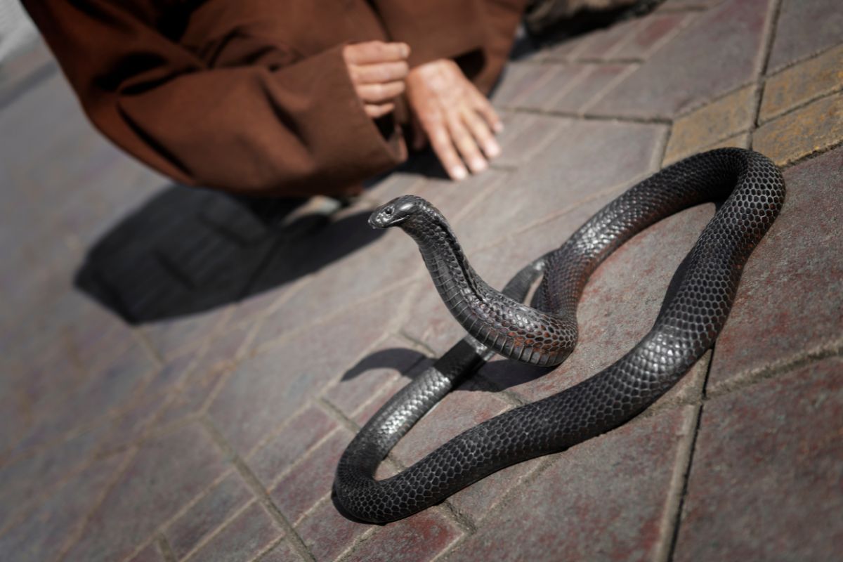 Encantadores de serpentes em Marraquexe