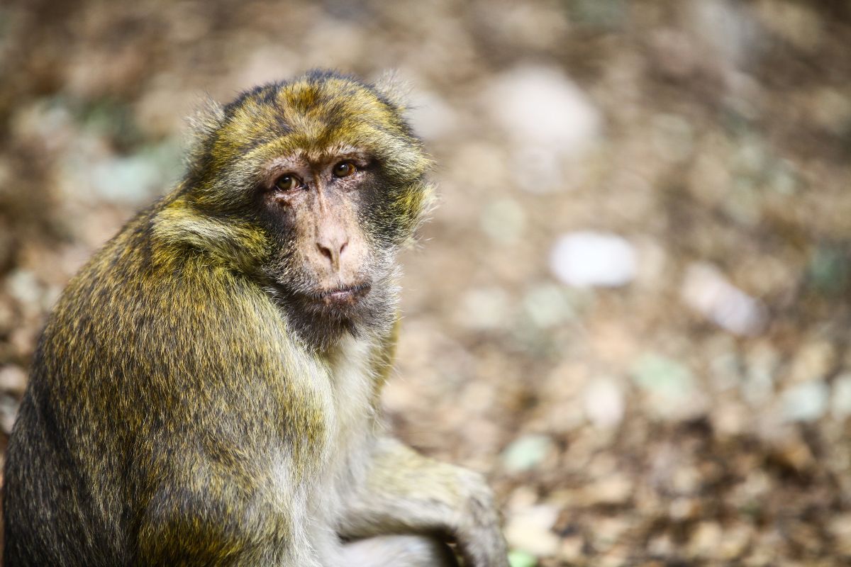 Macacos em Marrocos