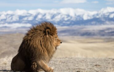 O Leão do Atlas - A maior de todas as subespécies de leão