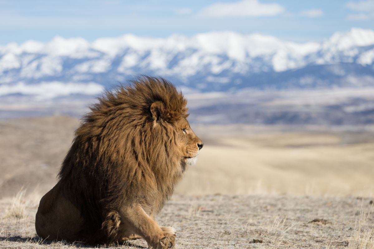 O Leão do Atlas - A maior de todas as subespécies de leão