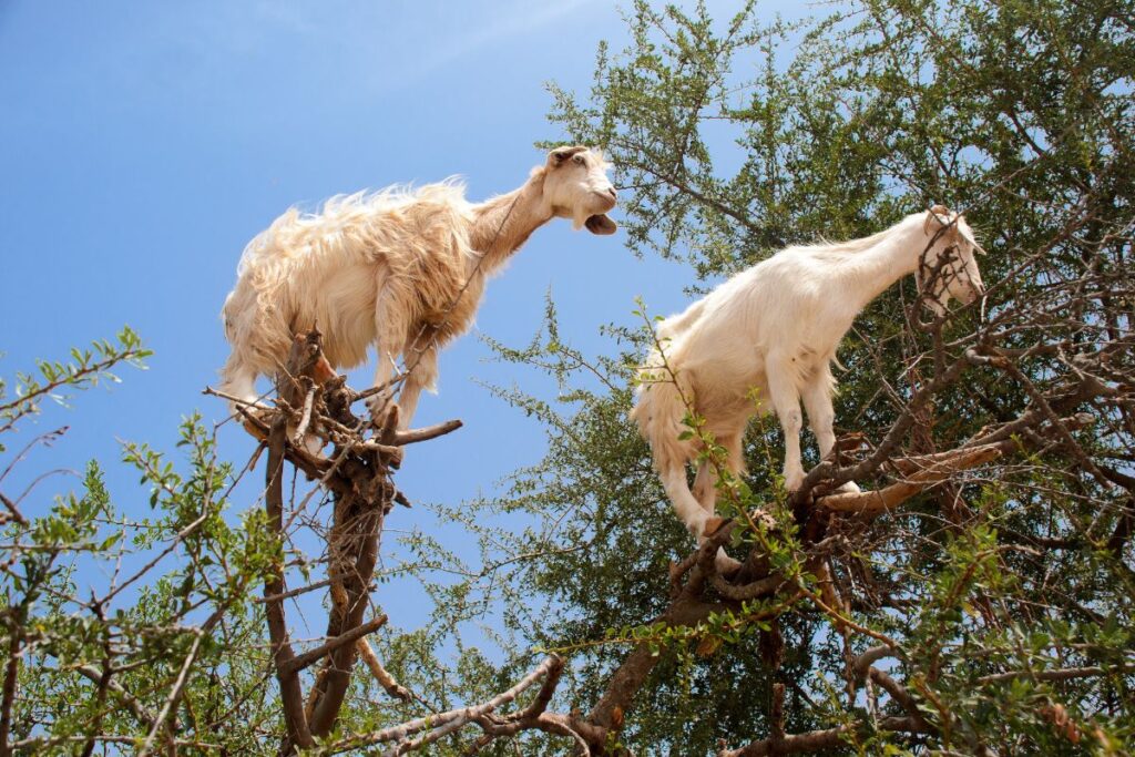 Outros Locais a Ver em Essaouira