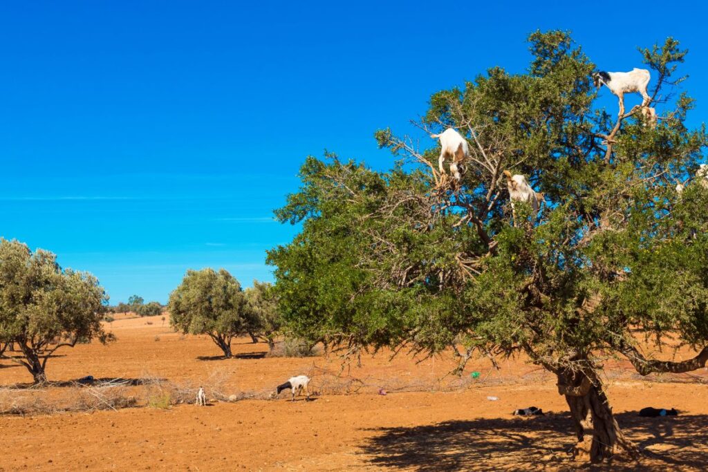 Parque Nacional de Souss Massa Marrocos