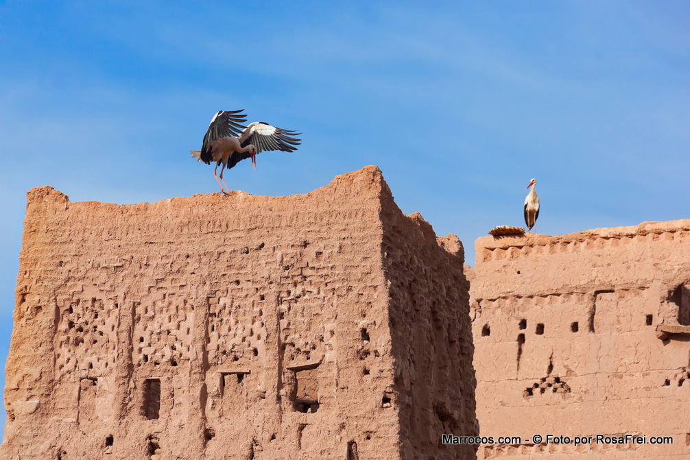 Cegonhas no topo de um casbá em Ouarzazate em Marrocos