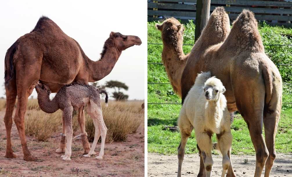 Diferença entre camelo dromedário