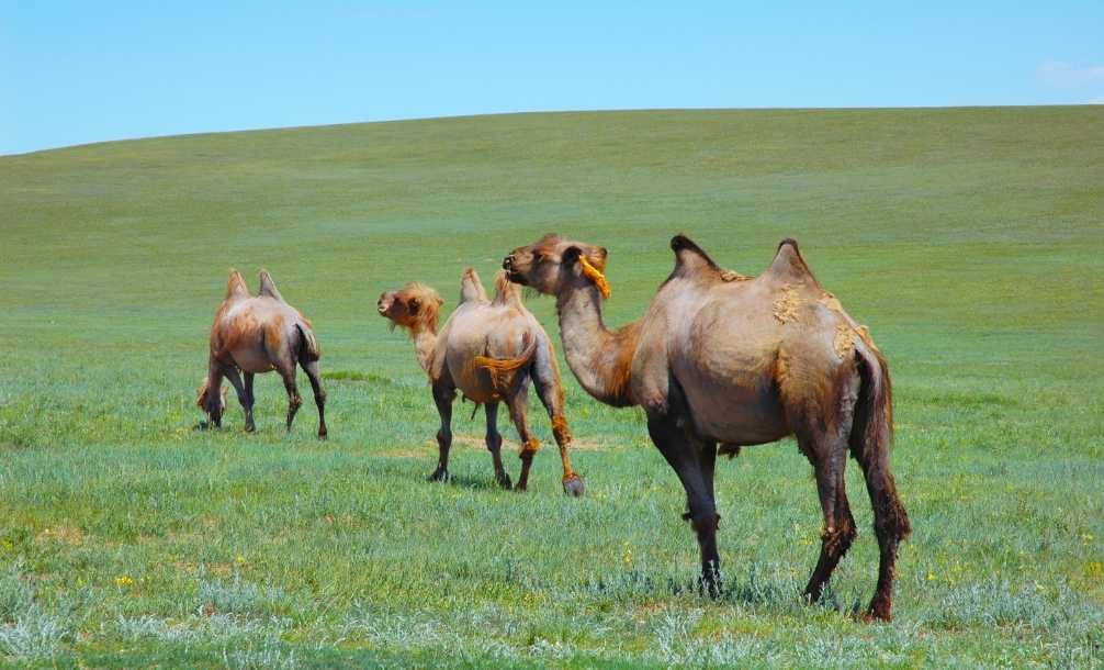 Foto de camelos na pradaria da Mongolia